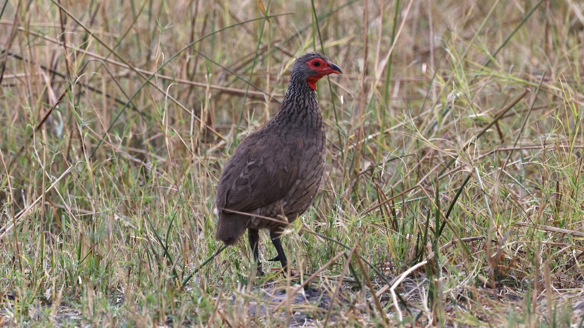 Swainson's Spurfowl - ML639075275