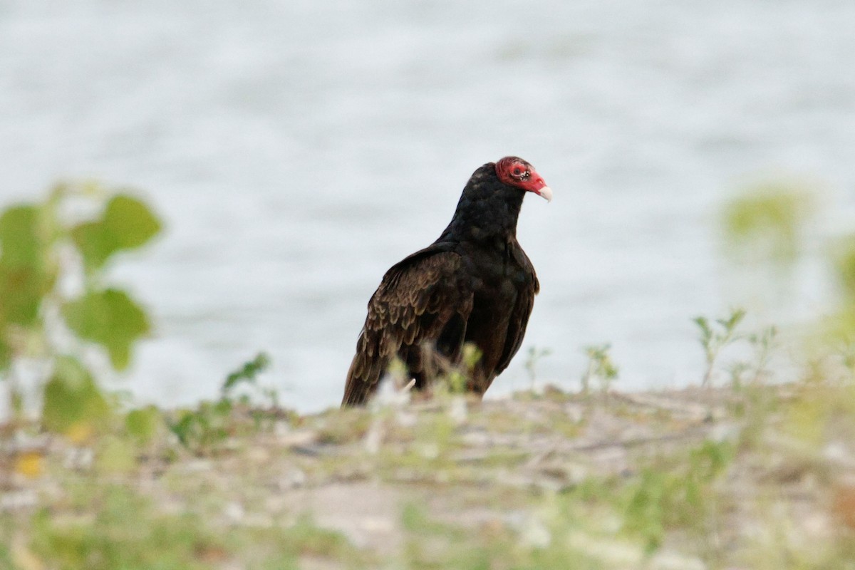 Turkey Vulture - ML639075294