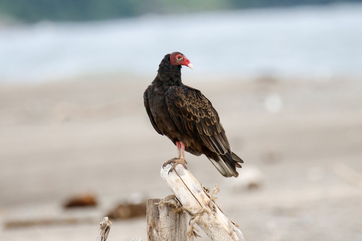 Turkey Vulture - ML639075295