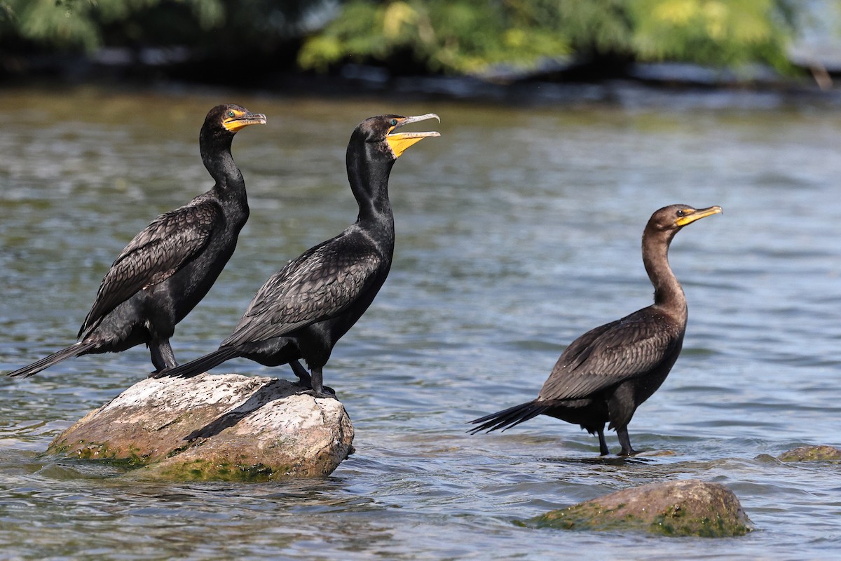 Cormoran à aigrettes - ML639075341
