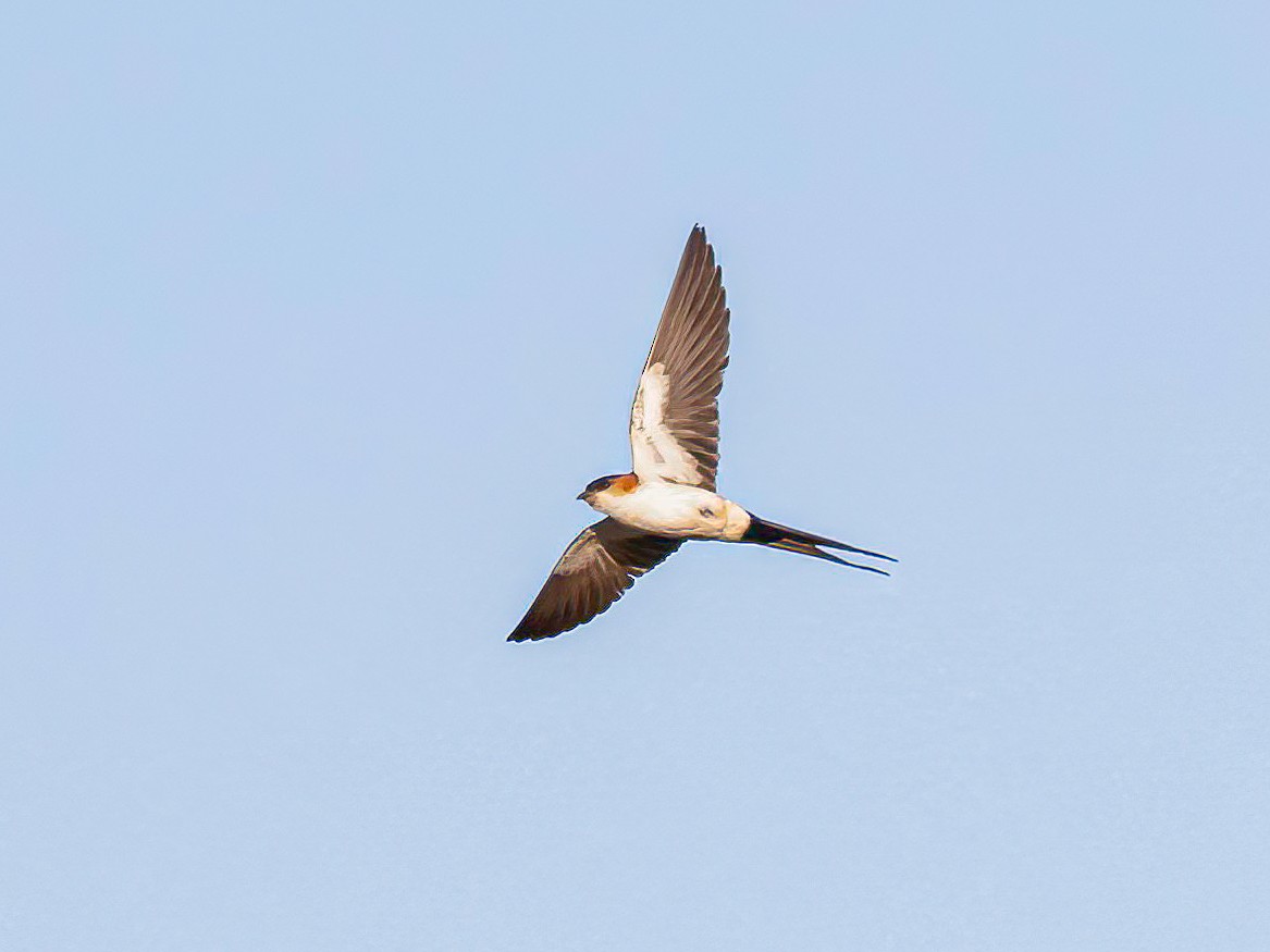 African Red-rumped Swallow - ML639075346