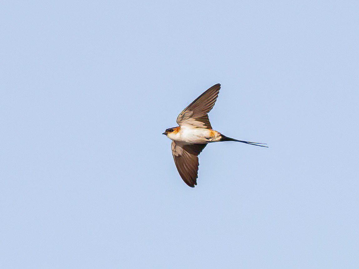 African Red-rumped Swallow - ML639075349