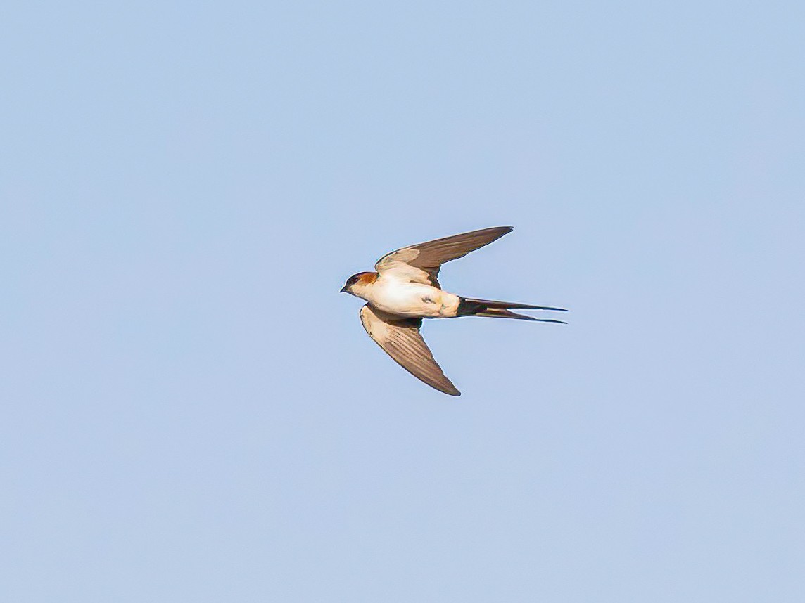 African Red-rumped Swallow - ML639075353
