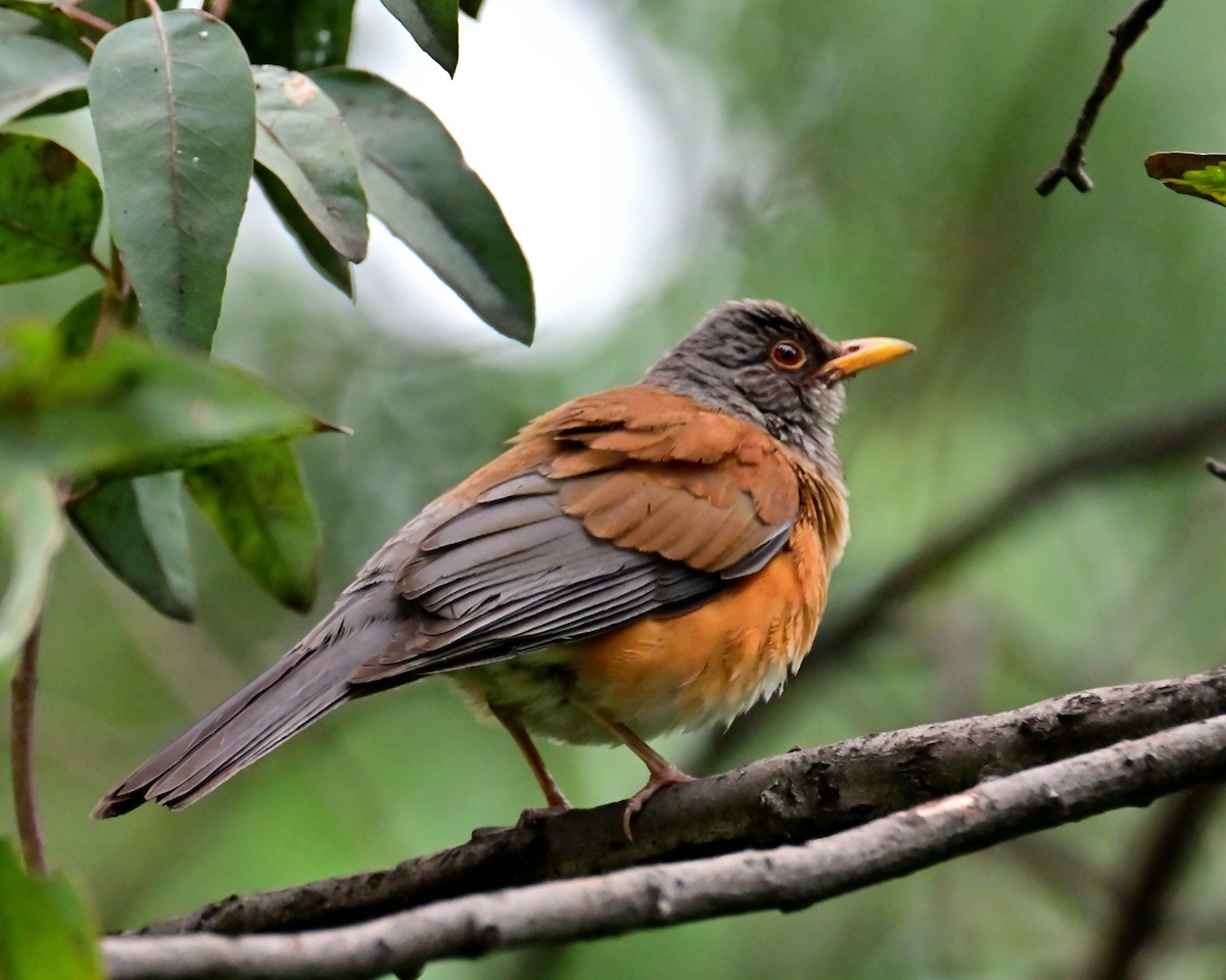 Rufous-backed Robin - ML639075380