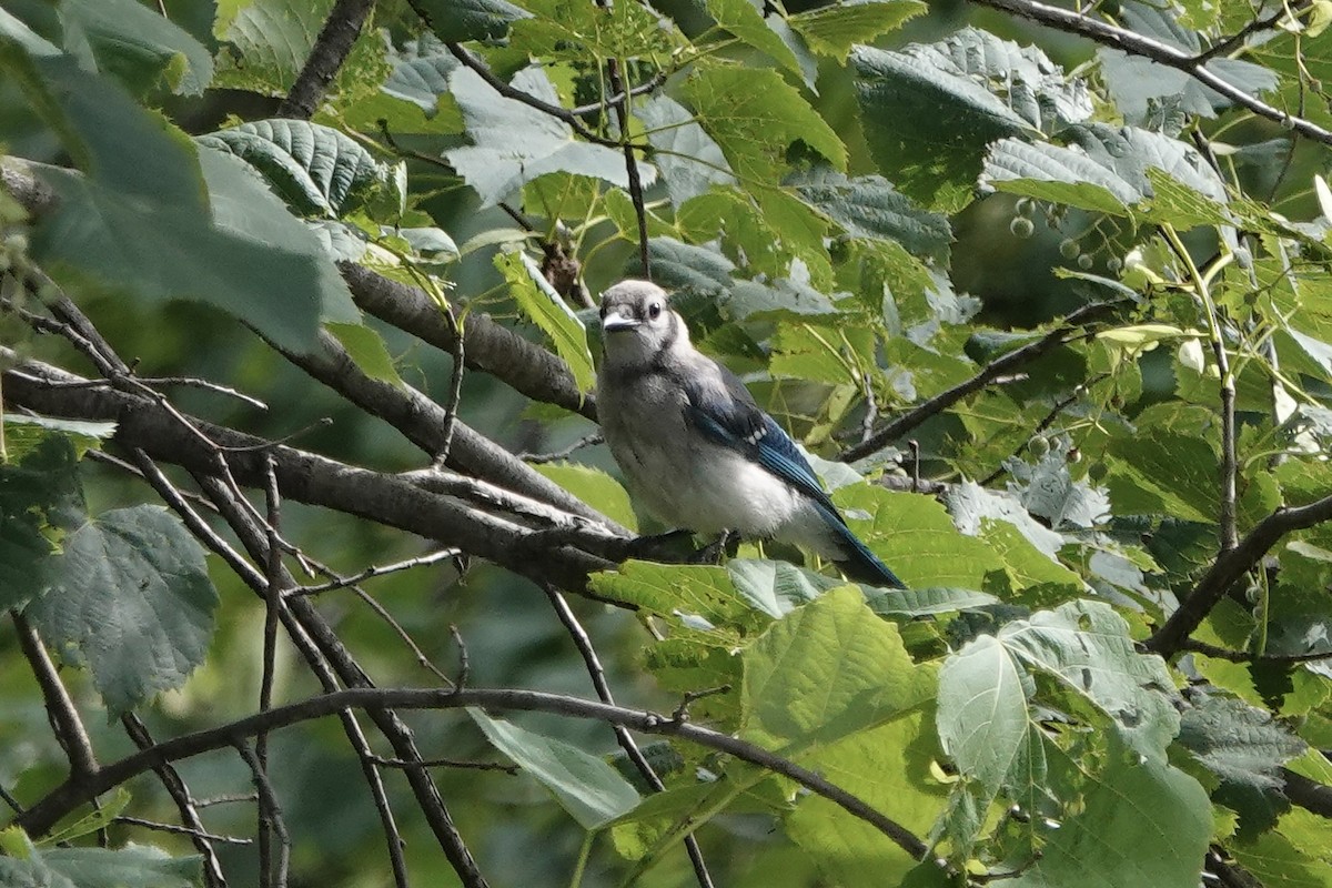 Blue Jay - ML639075421