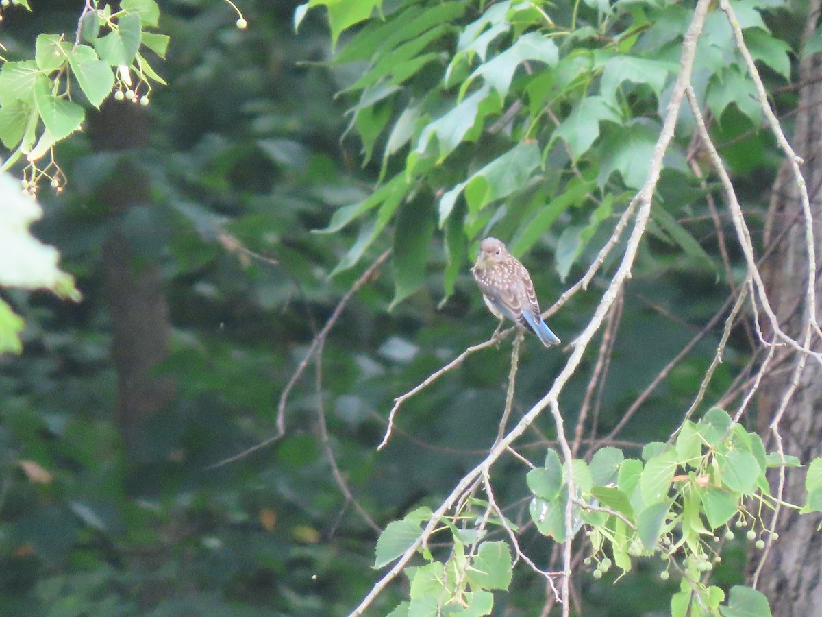 Eastern Bluebird - ML639075428