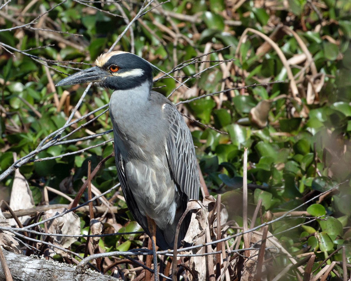 Yellow-crowned Night Heron - ML639075472