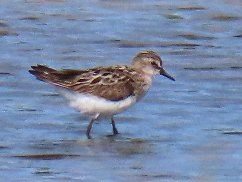 Semipalmated Sandpiper - ML639075494