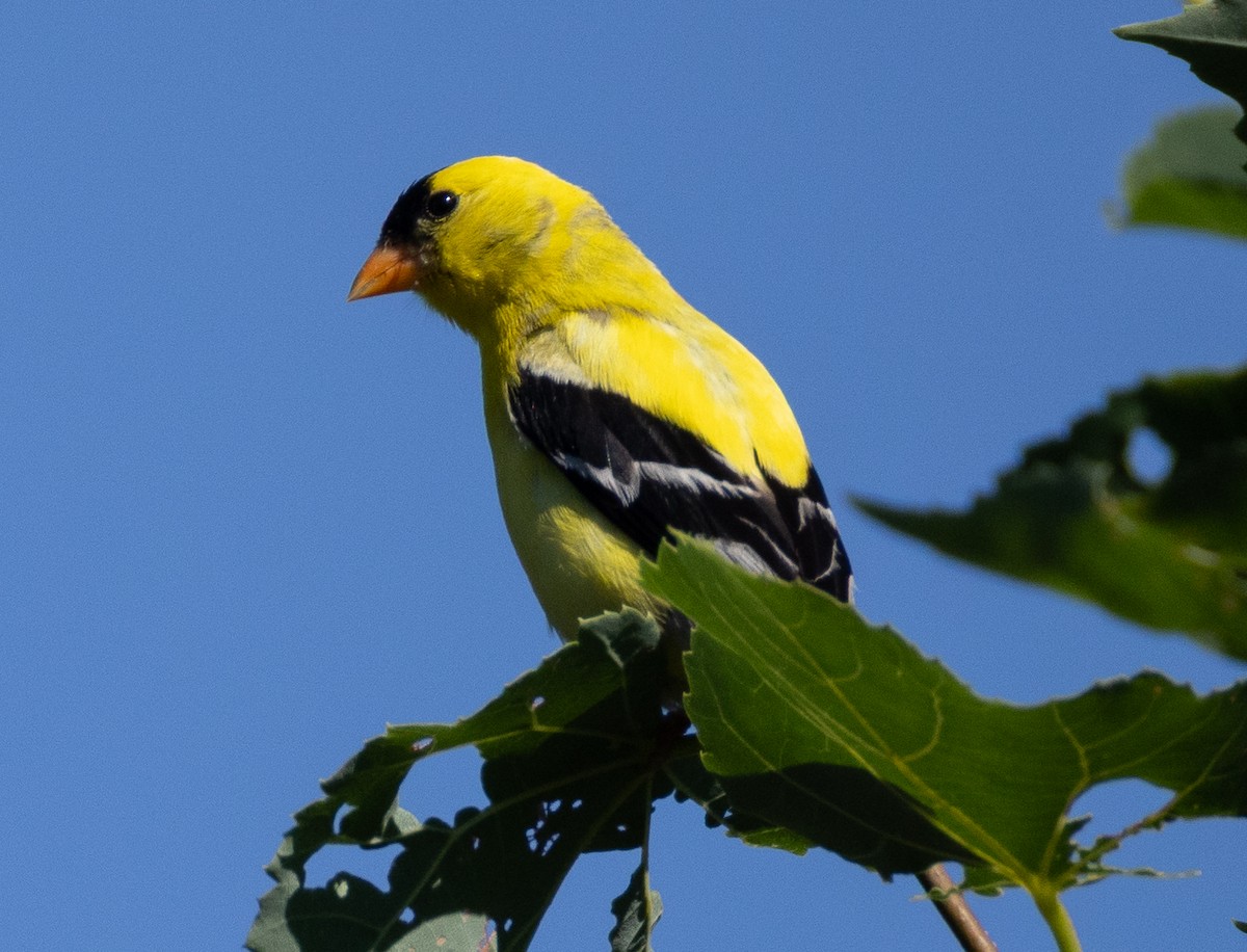 American Goldfinch - ML639075535