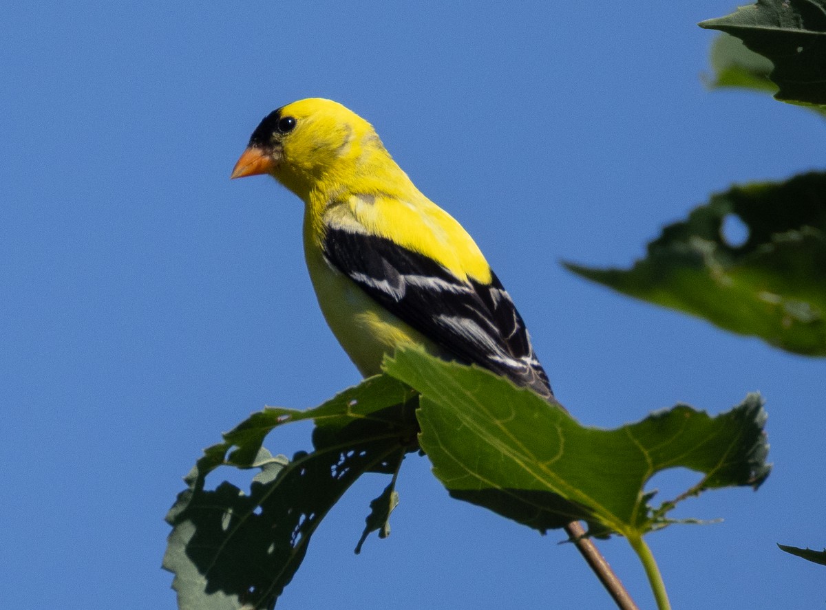 American Goldfinch - ML639075536
