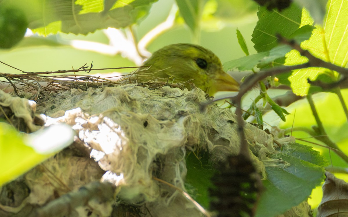 American Goldfinch - ML639075537