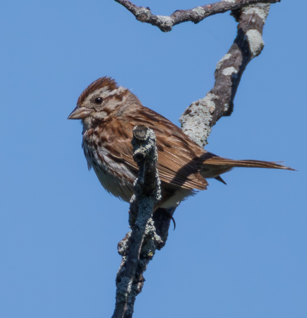 Song Sparrow - ML639075557