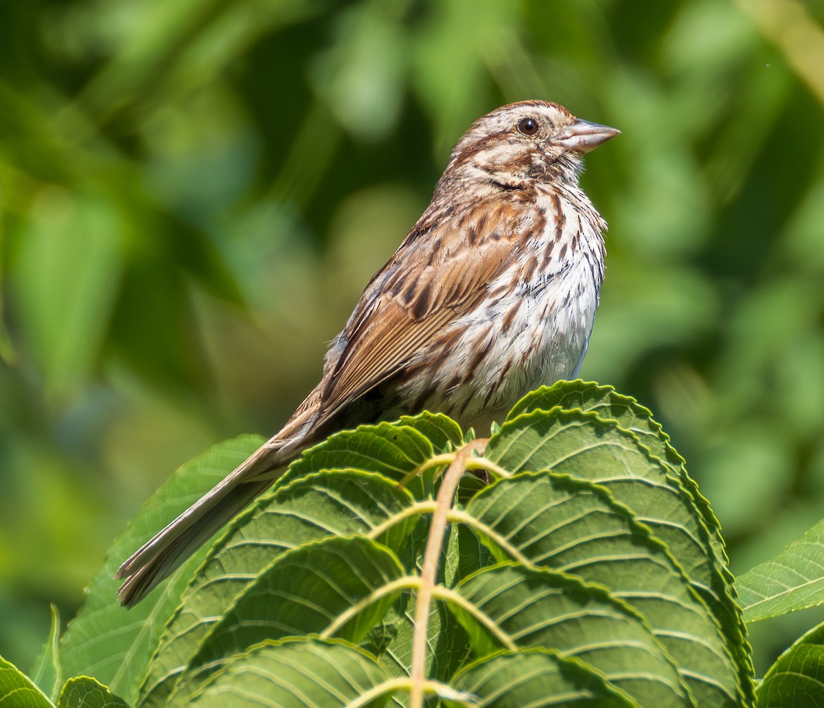 Song Sparrow - ML639075561