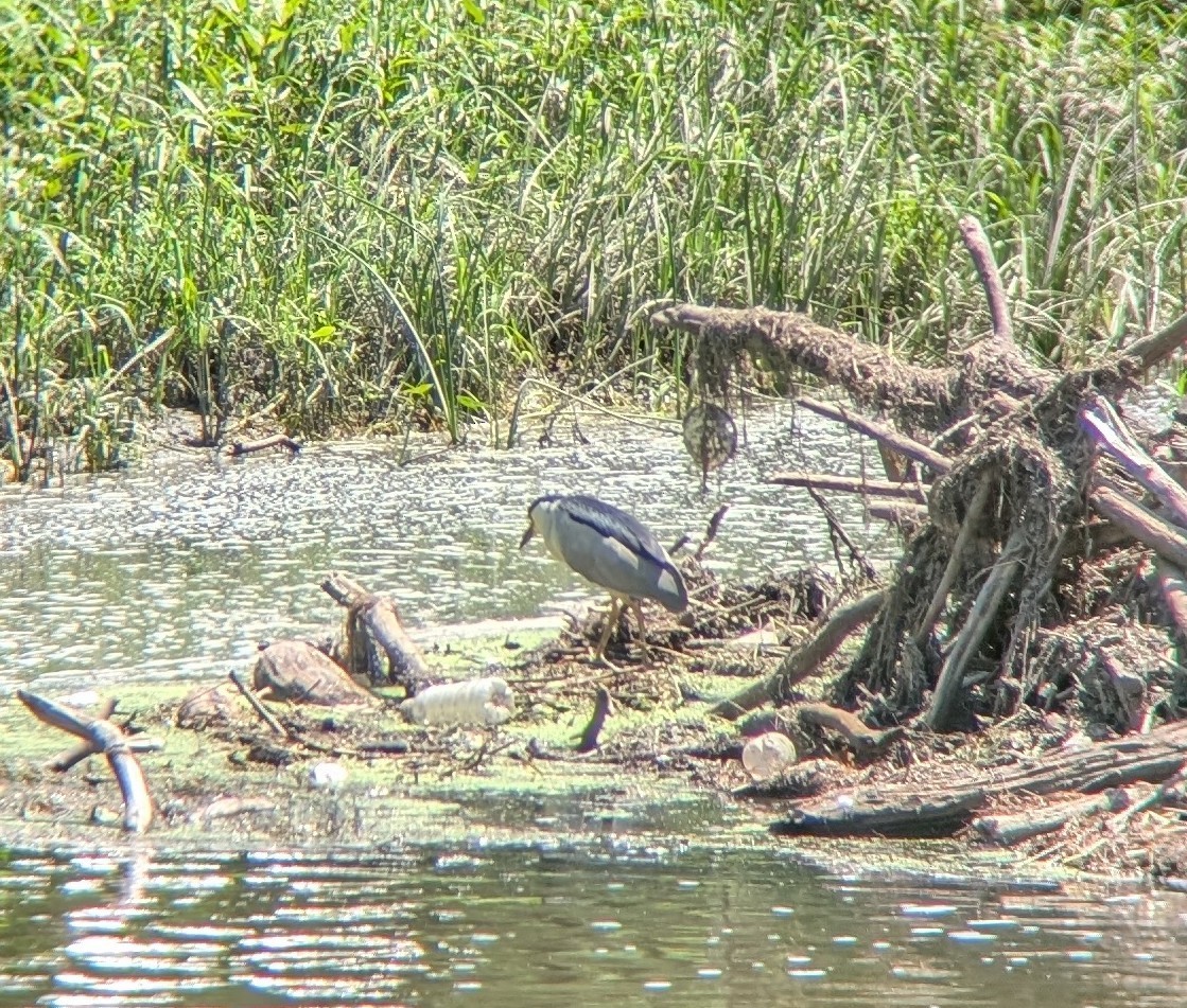 Black-crowned Night Heron - ML639075589