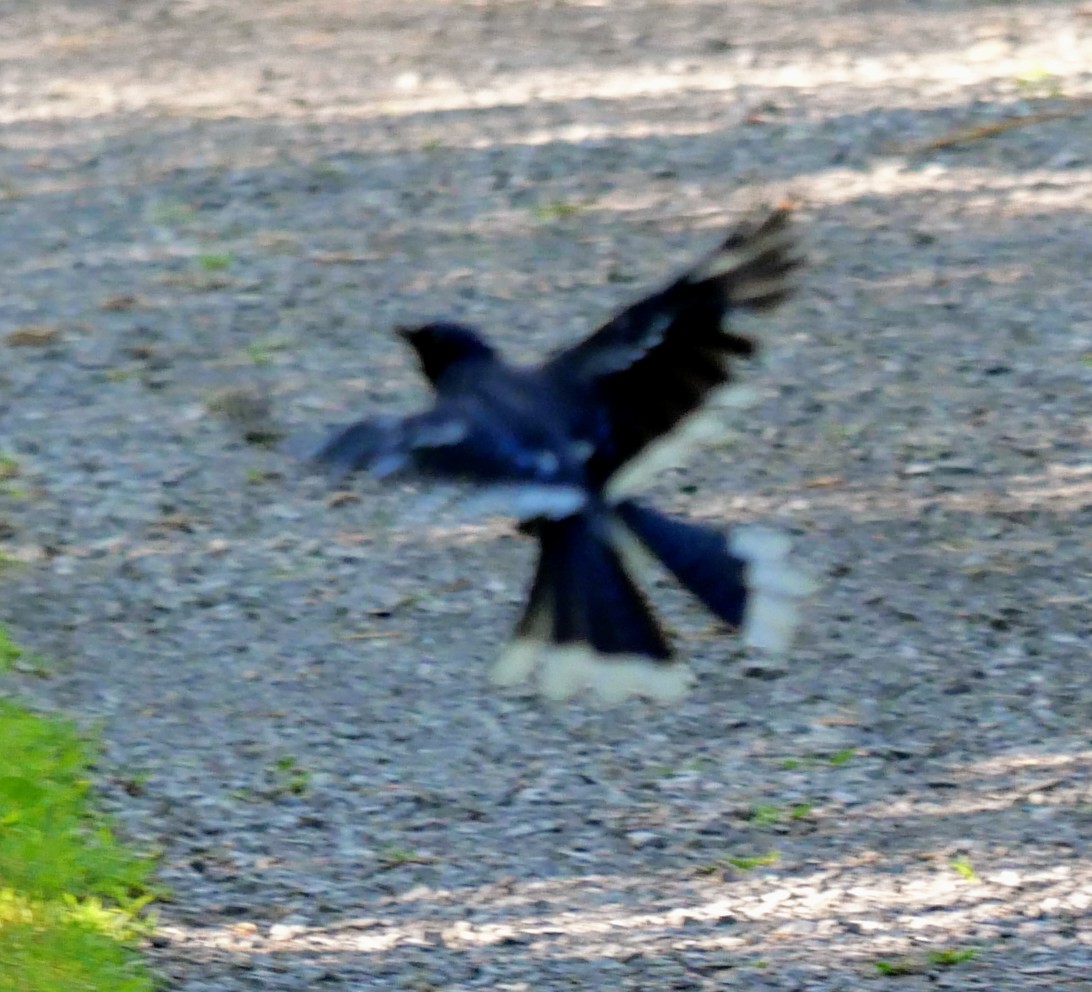 Blue Jay - ML639075594