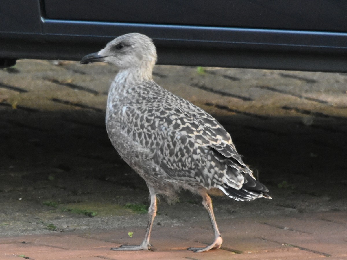 European Herring Gull - ML639075634