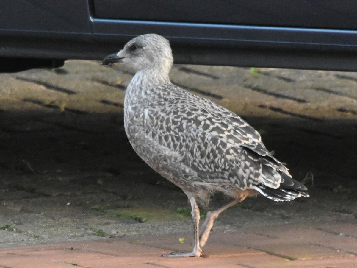 European Herring Gull - ML639075635