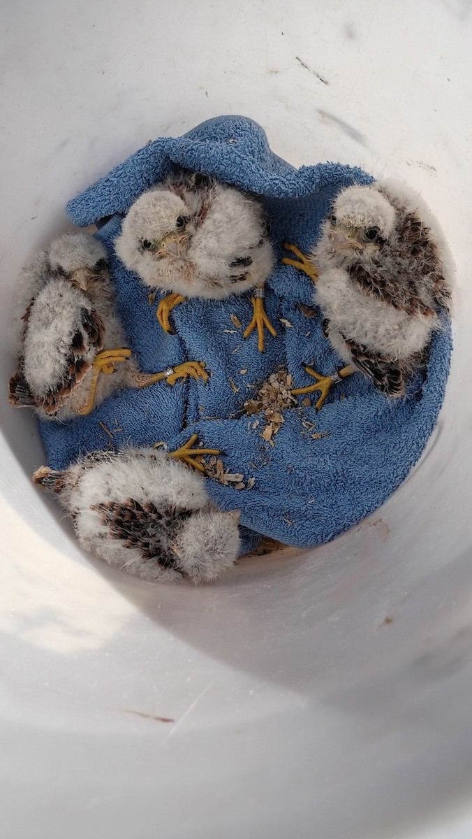 American Kestrel - ML639075663