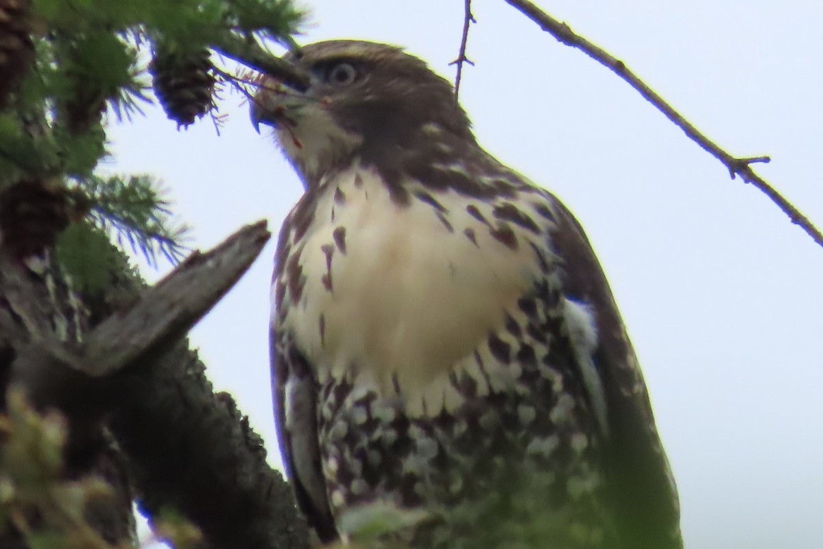 Red-tailed Hawk - ML639075705