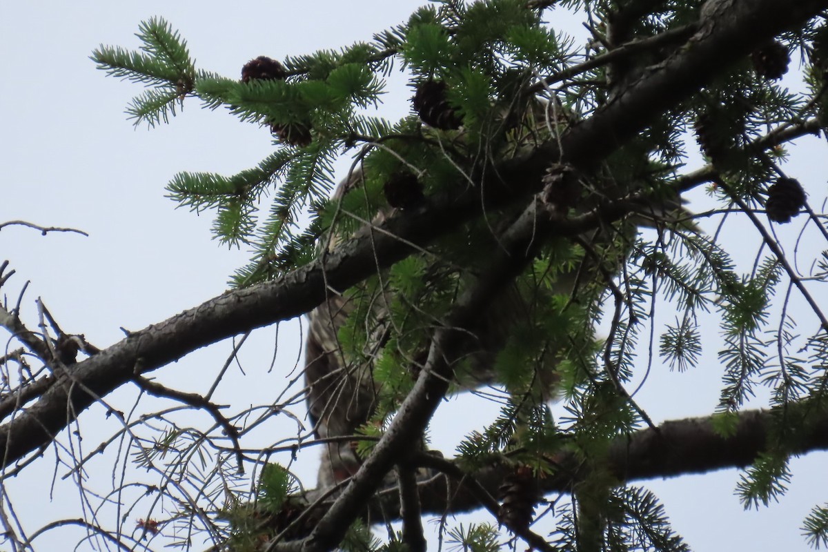 Red-tailed Hawk - ML639075717