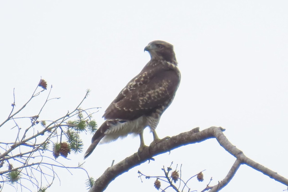 Red-tailed Hawk - ML639075730