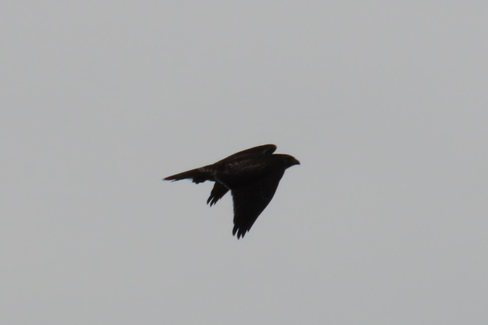 Red-tailed Hawk - ML639075737