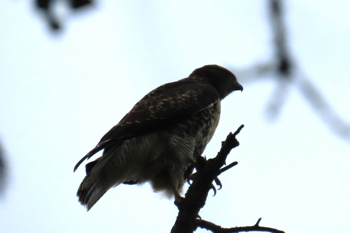 Red-tailed Hawk - ML639075748