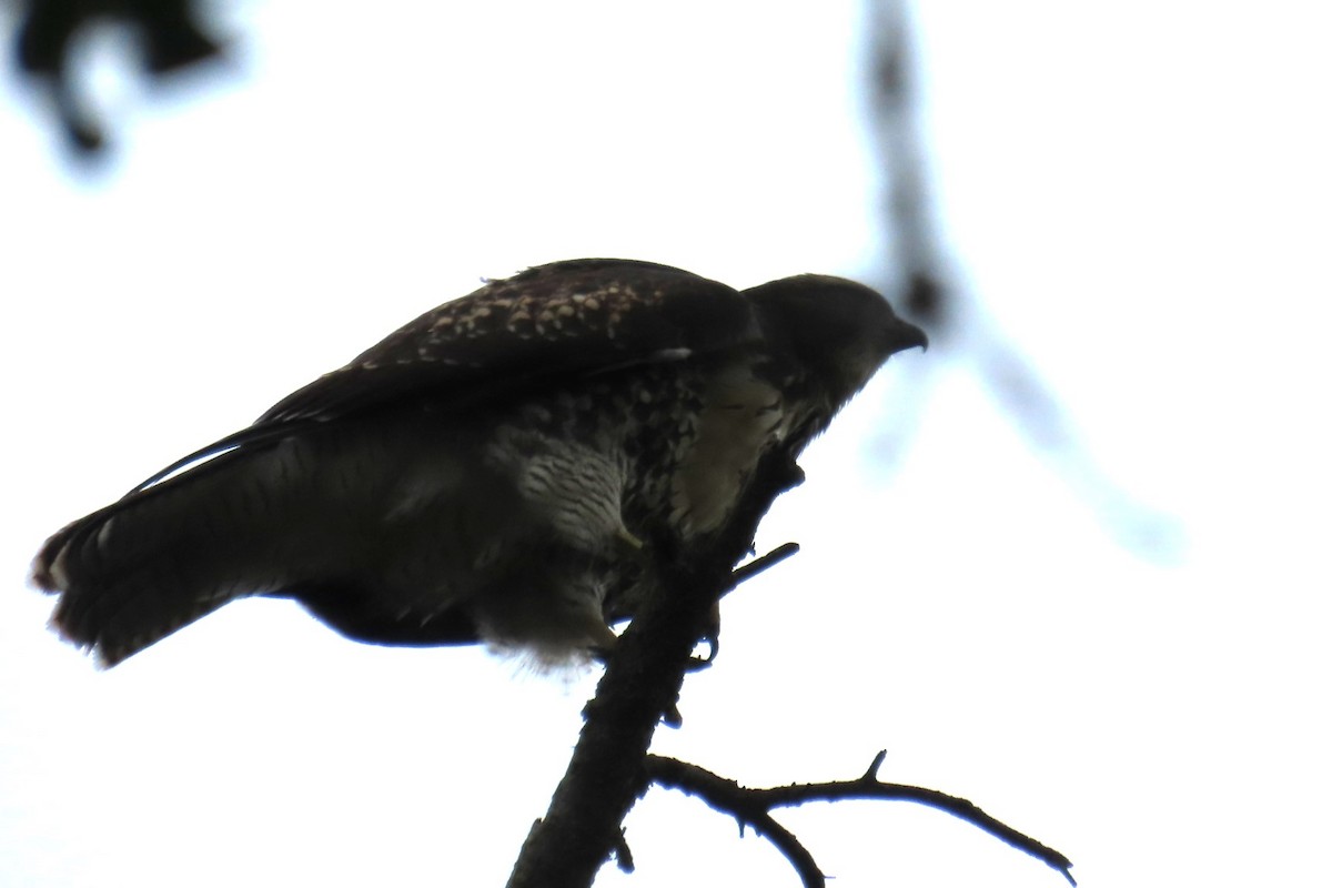 Red-tailed Hawk - ML639075752