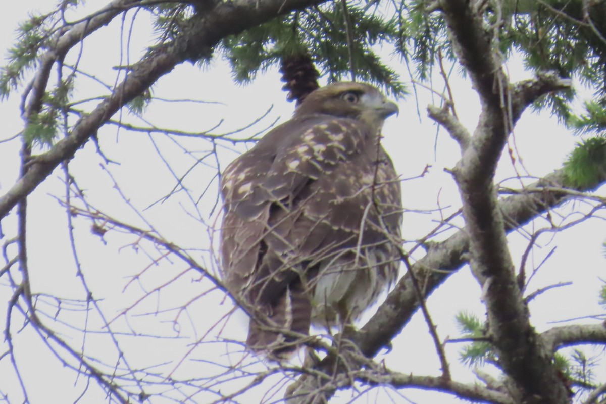 Red-tailed Hawk - ML639075754