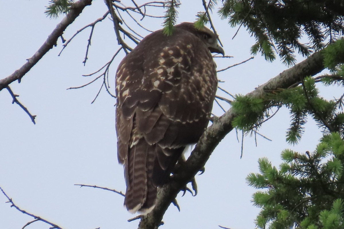 Red-tailed Hawk - ML639075764