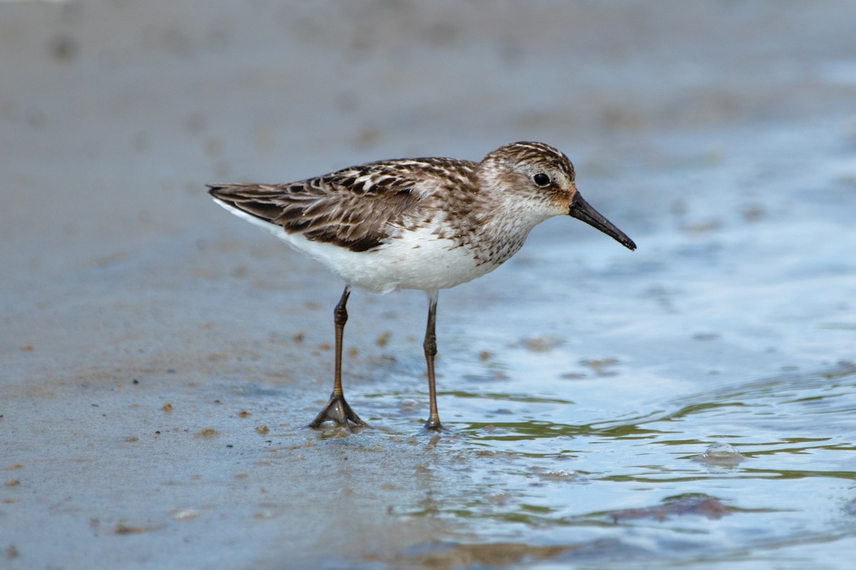 Semipalmated Sandpiper - ML639075776
