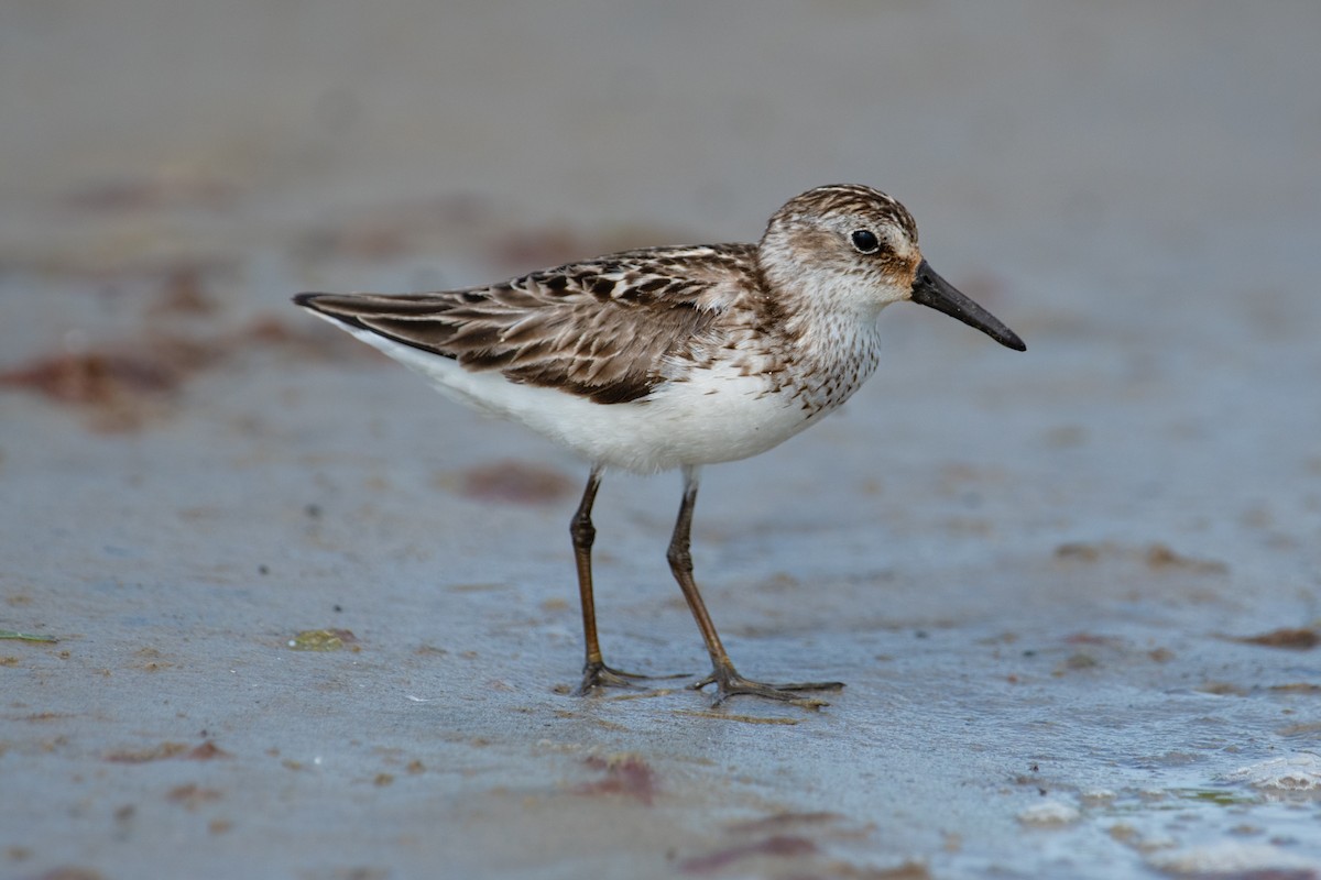 Semipalmated Sandpiper - ML639075777