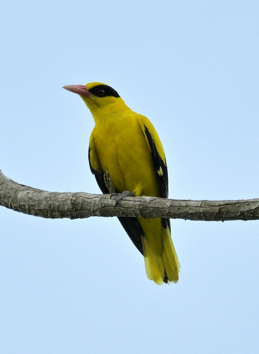 Black-naped Oriole - ML639075781