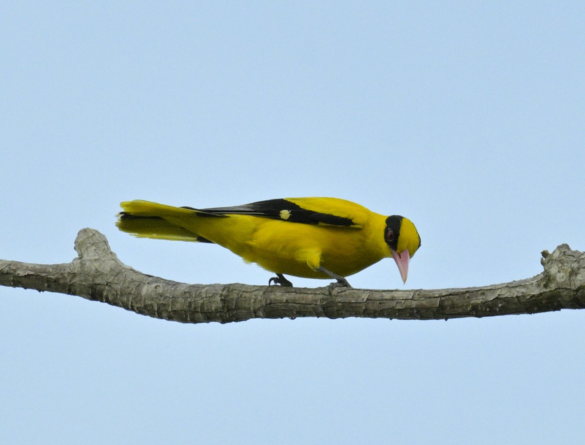 Black-naped Oriole - ML639075782
