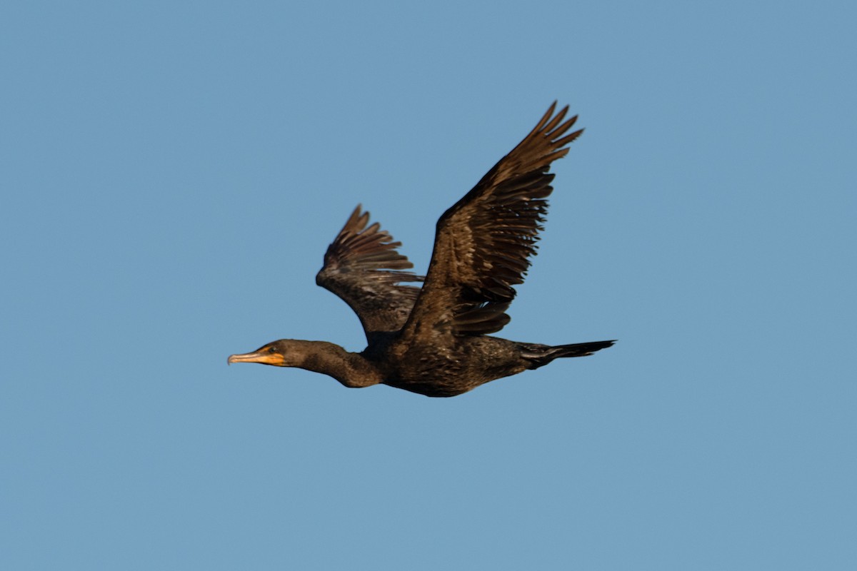 Cormoran à aigrettes - ML639075849