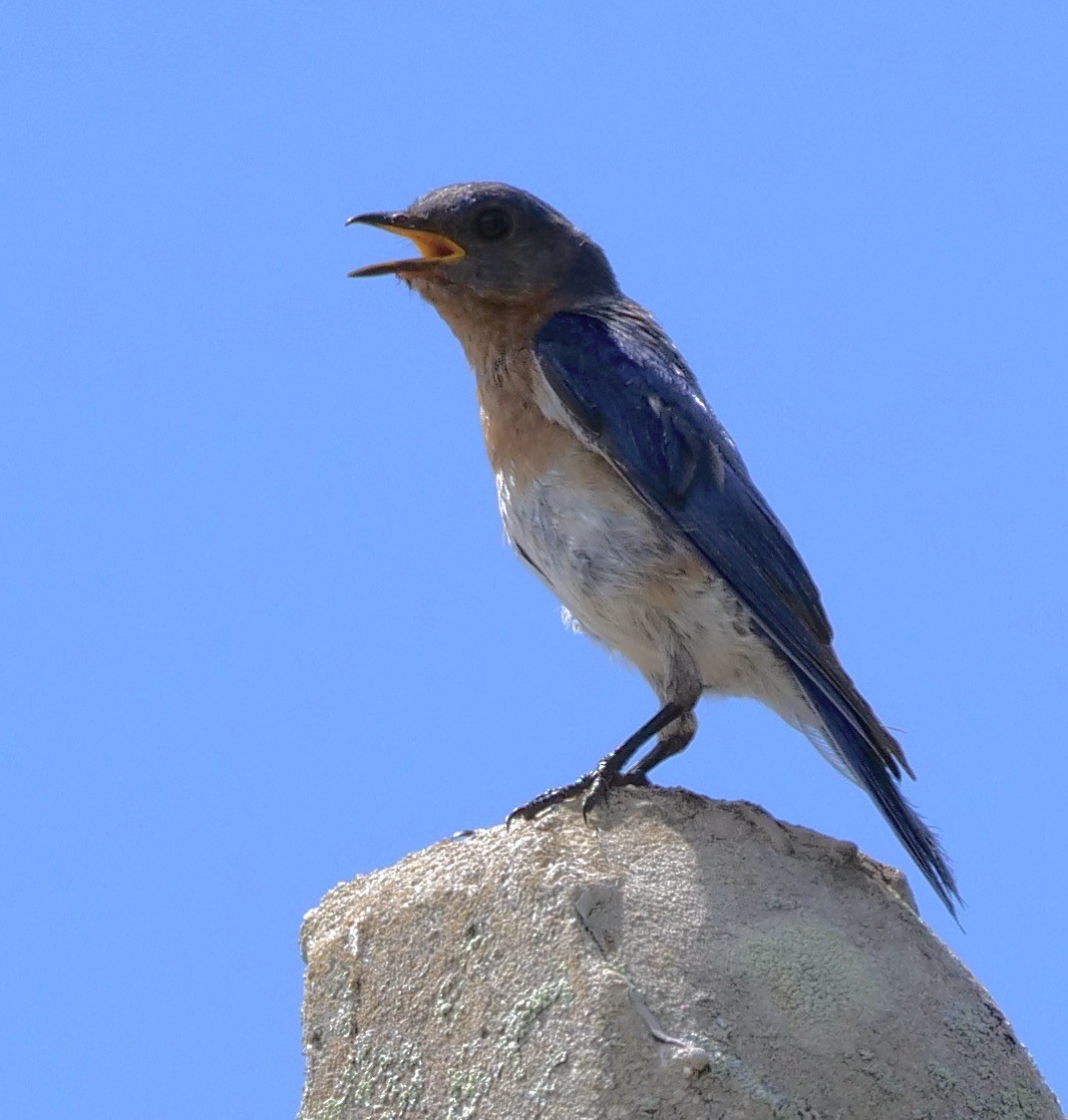 Eastern Bluebird - ML639075859