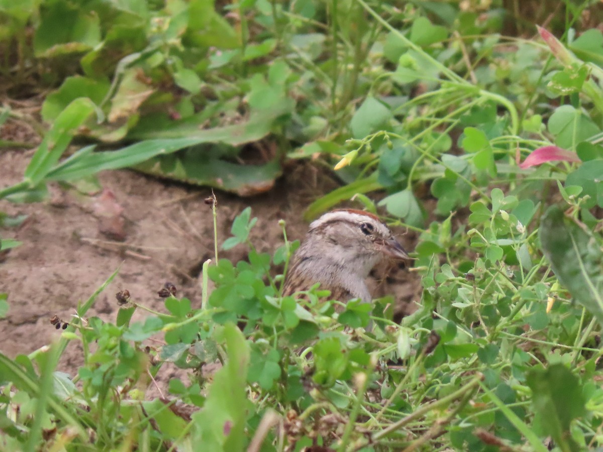 Chipping Sparrow - ML639075867