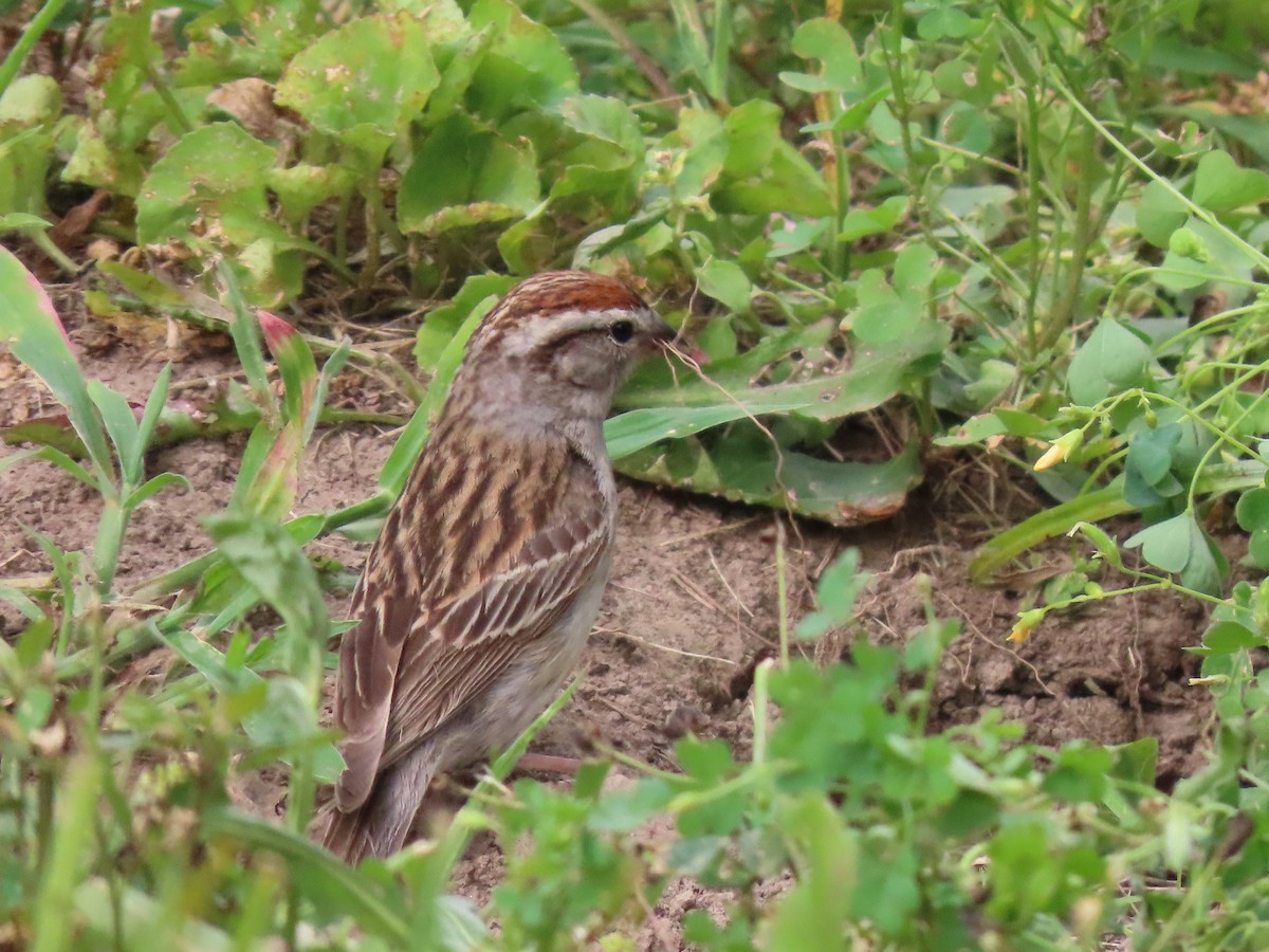 Chipping Sparrow - ML639075868