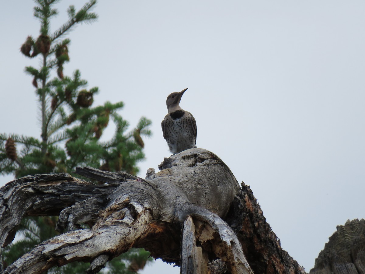 Northern Flicker - ML639075874