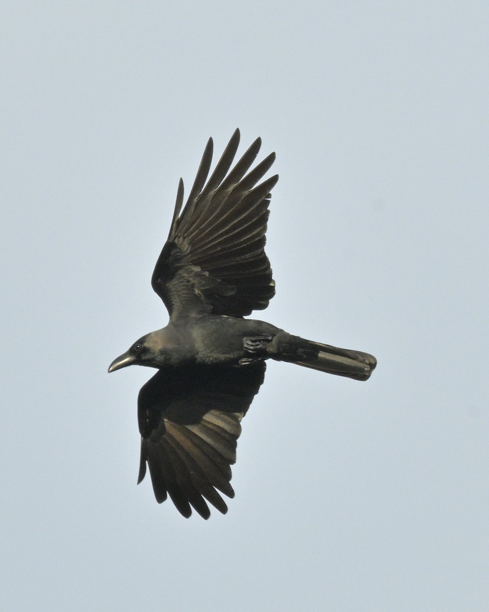 House Crow - ML639075884