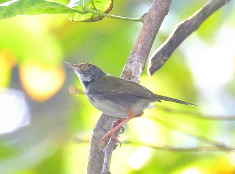 Dark-necked Tailorbird - ML639075929