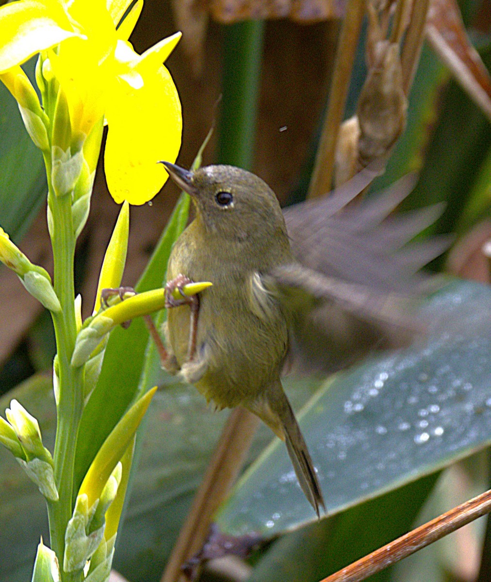 Slaty Flowerpiercer - ML639075941