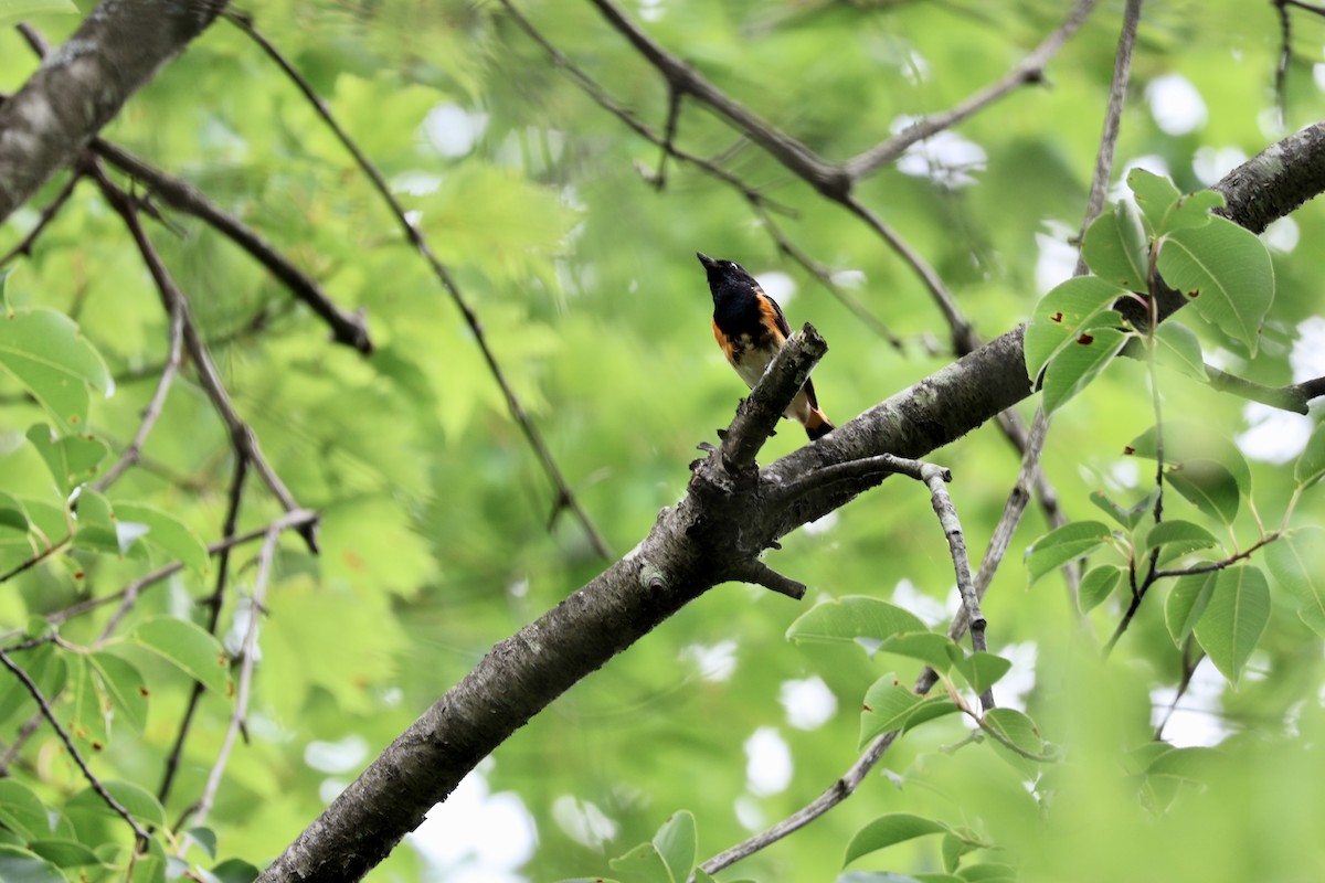 American Redstart - ML639075953