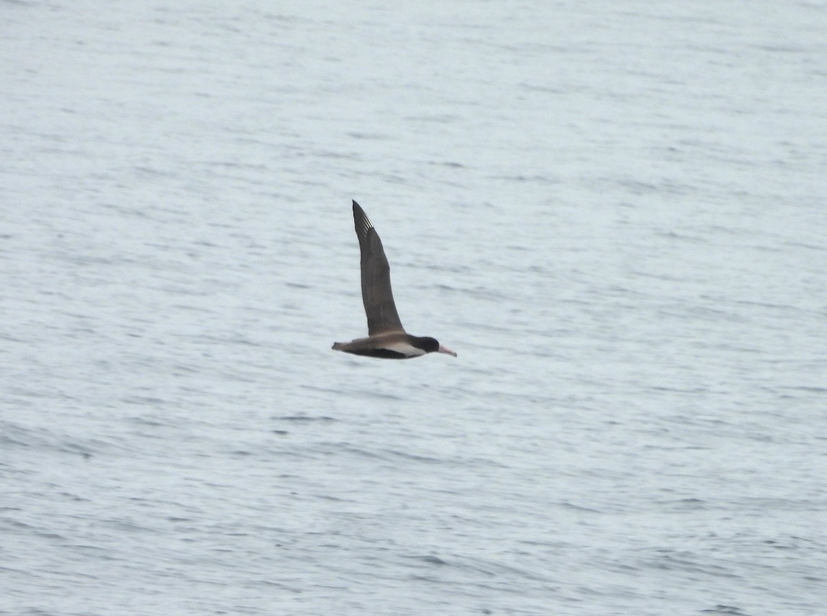 Short-tailed Albatross - ML639075968