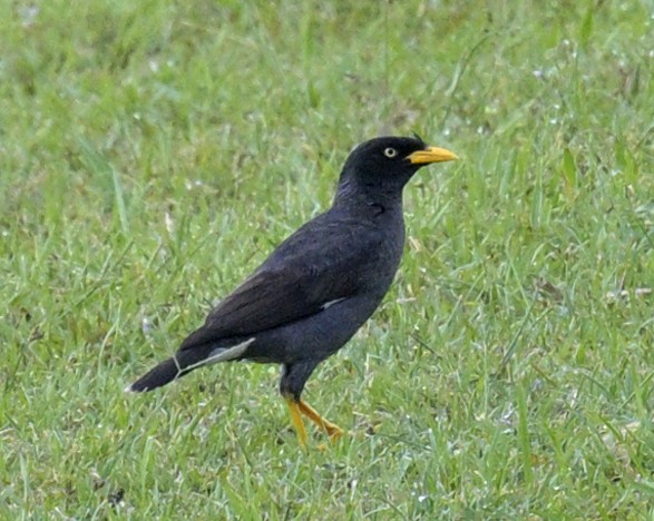 Javan Myna - ML639075977