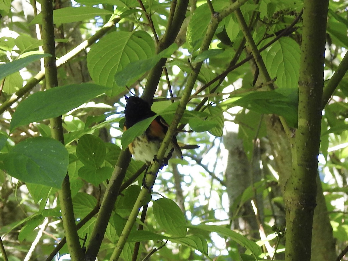 American Redstart - ML639075996