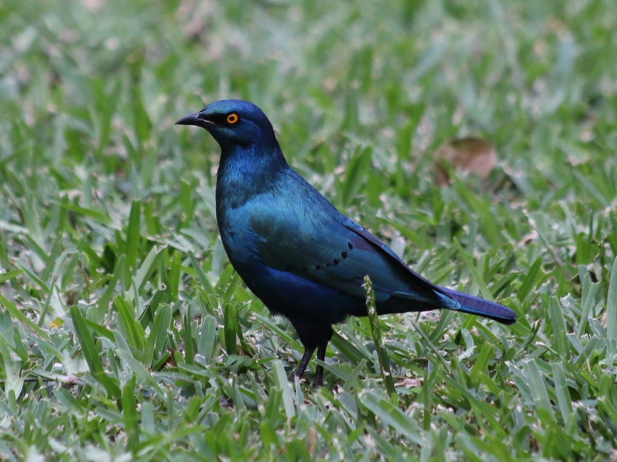 Greater Blue-eared Starling - ML639076028