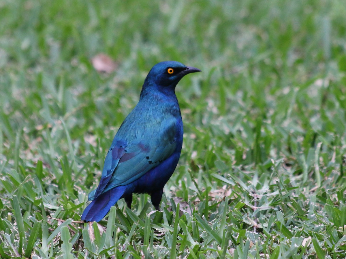 Greater Blue-eared Starling - ML639076036