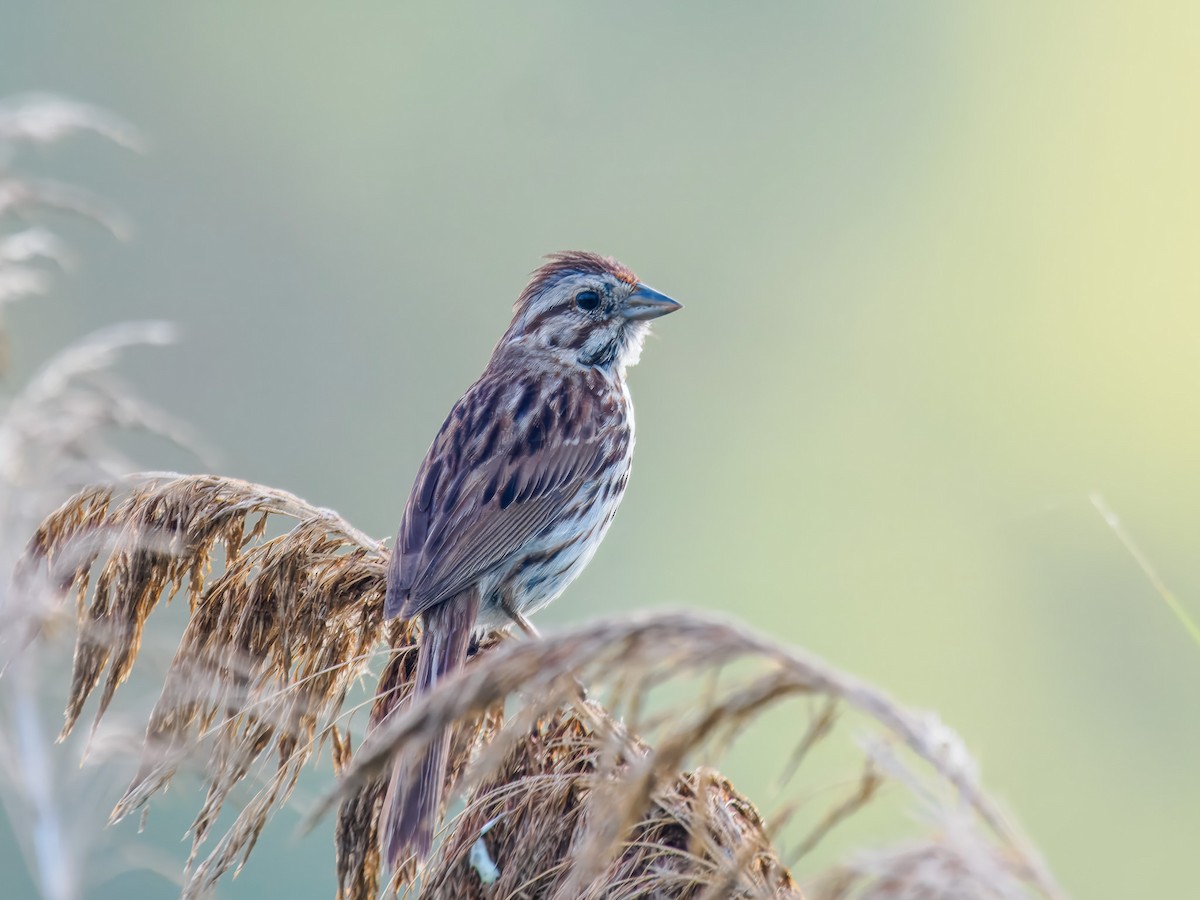 Chipping Sparrow - ML639076041
