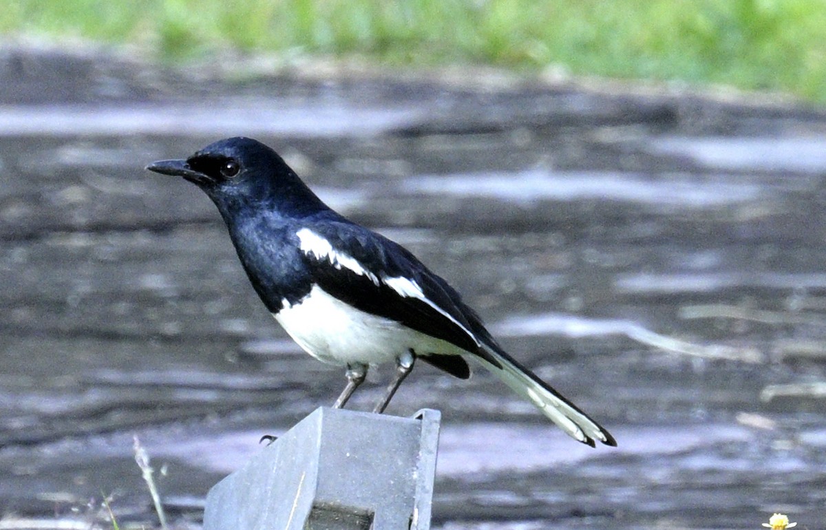 Oriental Magpie-Robin - ML639076045